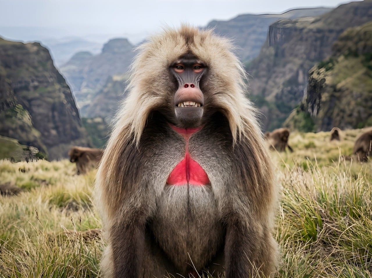 Gelada degli altopiani etiopici (Simien)