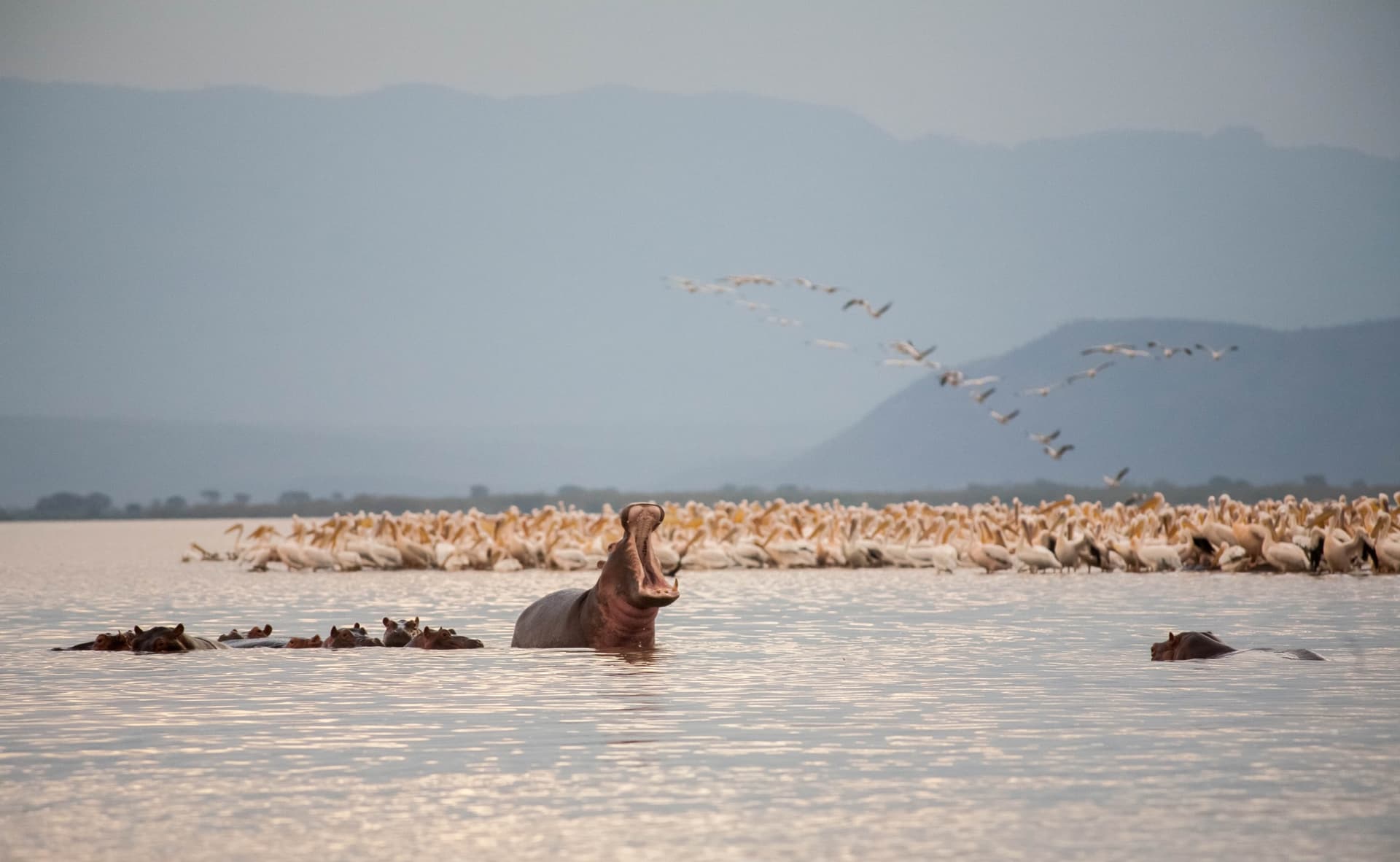 Safari in Etiopia: dove osservare gli animali?