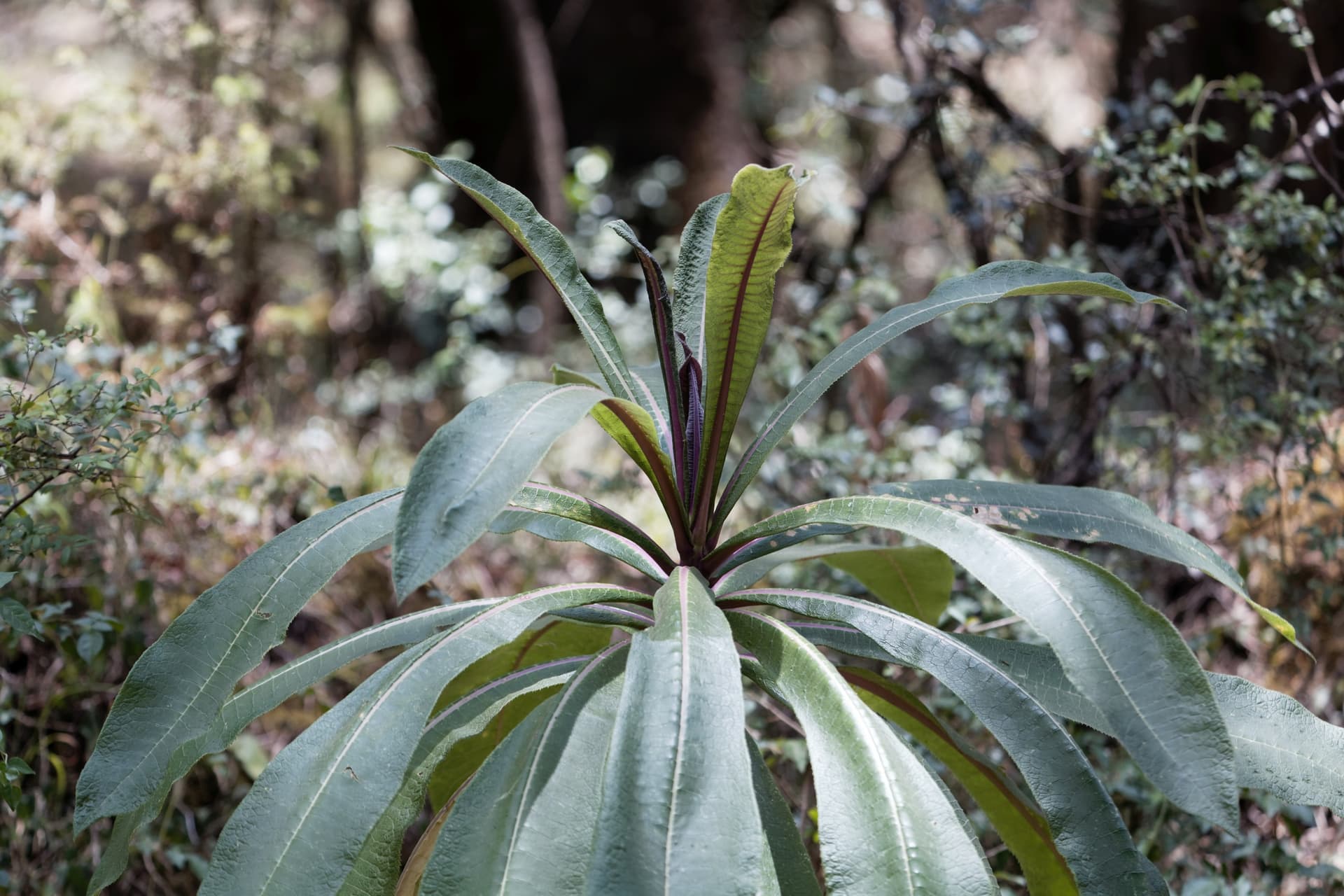 Foresta nazionale di Menagesha