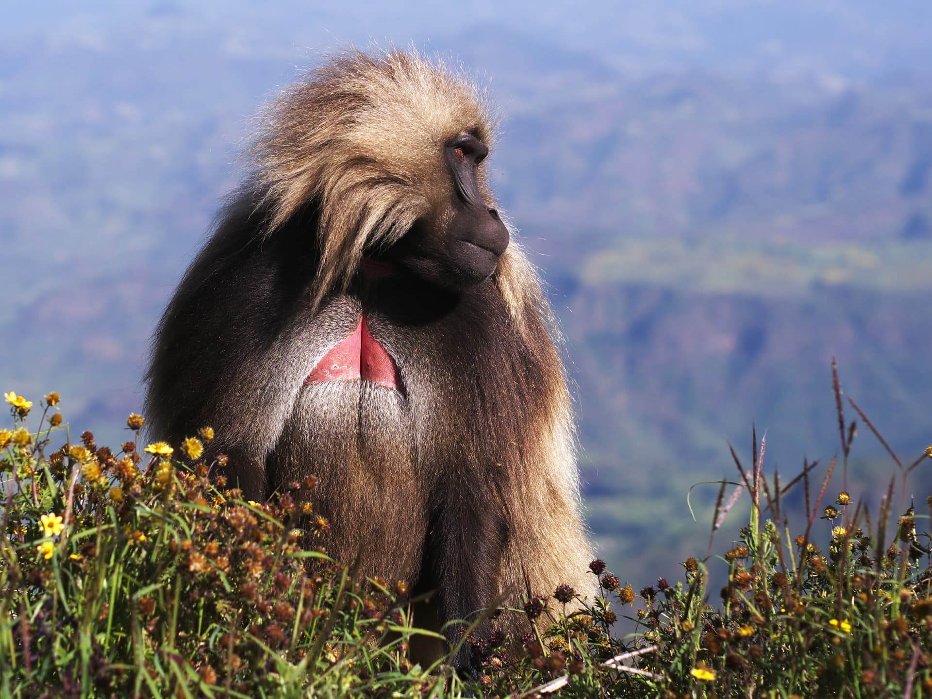 s male gelada simien mountains ethiopia